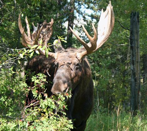 Grand Tetons National Park