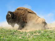 Yellowstone National Park