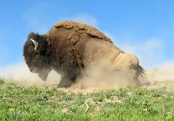 Yellowstone National Park