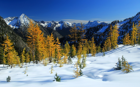 Okanogan-Wenatchee National Forest