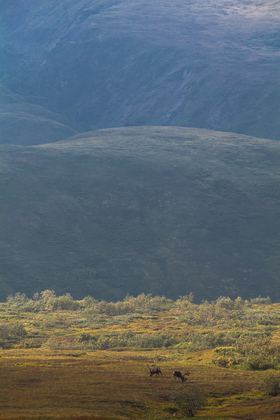 Denali National Park