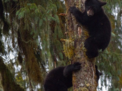 Tongass National Forest