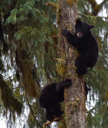 Tongass National Forest