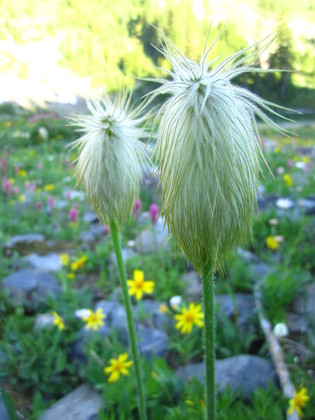 Olympic National Park