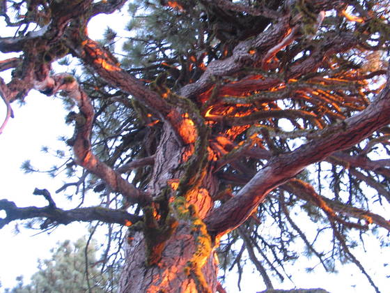 sequoia national forest ( breckenridge lookout )