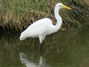 Chincoteague National Wildlife Refuge