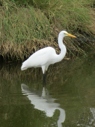 Chincoteague National Wildlife Refuge