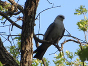 Wichita Mountains Wildlife Refuge, Lawton, OK