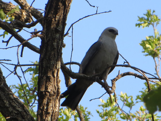 Wichita Mountains Wildlife Refuge, Lawton, OK