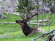 Yellowstone National Park