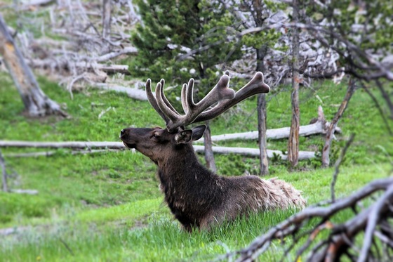 Yellowstone National Park