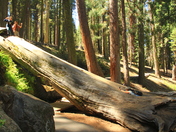 Sequoia National Park