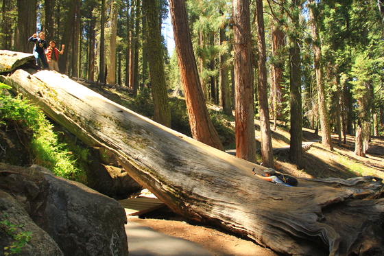 Sequoia National Park