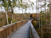 Florida Everglades