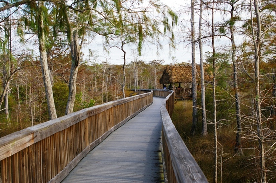 Florida Everglades