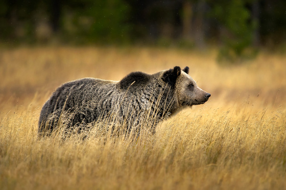 Yellowstone National Park