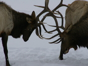 Yellowstone National Park