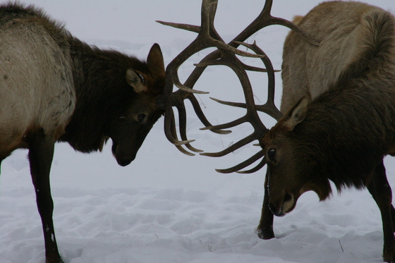Yellowstone National Park