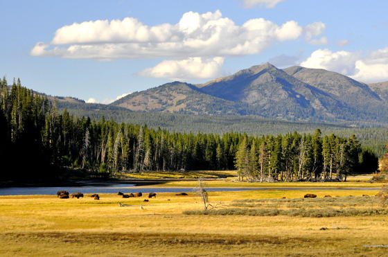 yellowstone National Park