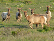 Pt. Reyes National Seashore