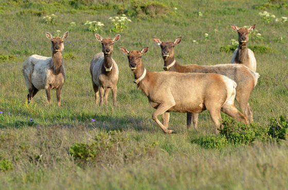 Pt. Reyes National Seashore