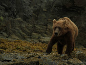 Katmai National Park