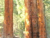 Kings Canyon National Park