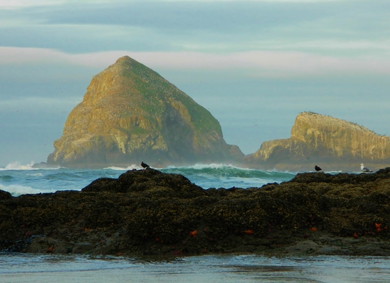 Three Arch Rocks National Wildlife Refuge 