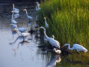 Brazoria National Wildlife Refuge