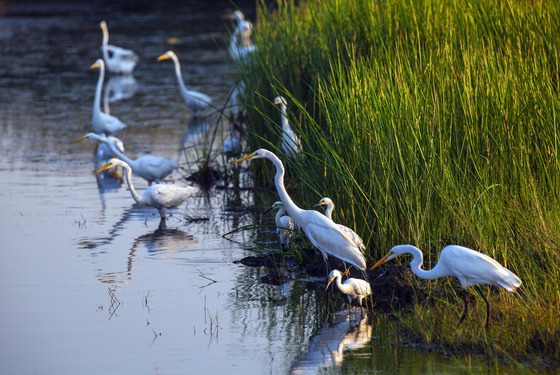 Brazoria National Wildlife Refuge