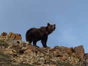 Denali National Park