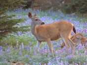 Lassen National Park