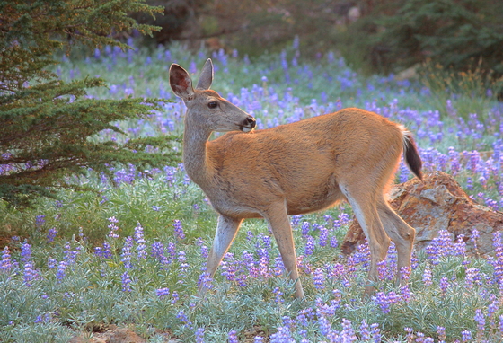 Lassen National Park