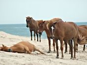 Assateague Island 