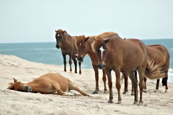 Assateague Island 