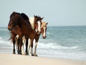 Assateague Island National Park