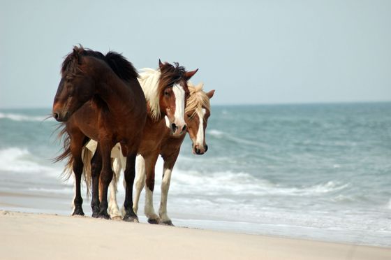 Assateague Island National Park