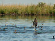 Edwin B. Forsythe NWR