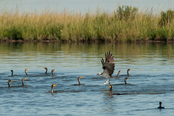 Edwin B. Forsythe NWR