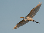 Edwin B. Forsythe NWR