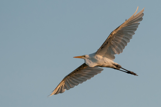 Edwin B. Forsythe NWR