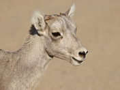 Badlands National Park