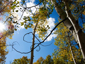 Grand Mesa National Forest
