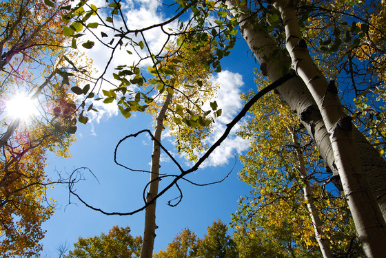 Grand Mesa National Forest