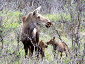 Denali National Park