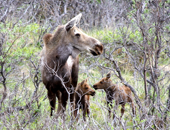 Denali National Park