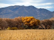 Bosque del Apache National Wildlife Refuge