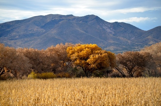 Bosque del Apache National Wildlife Refuge