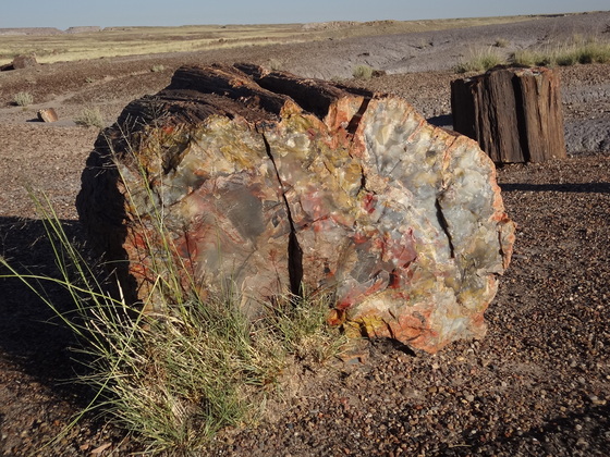 Petrified Forest National Park