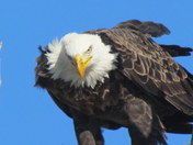 Sacramento Wildlife Refuge